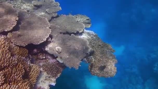 Snorkel Vidunderlig Koral Overhæng Med Udsigt Ind Blå Dybde Havet – Stock-video
