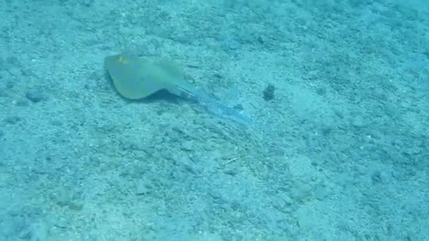 Single Blue Spotted Stingray Seabed While Diving Sea — Stock Video