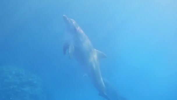 Snorkel Samen Met Dolfijnen Zee Vakantie Egypte Zomer — Stockvideo