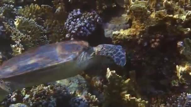 Underwater Turtle While Eating Corals Red Sea Egypt — Stock Video