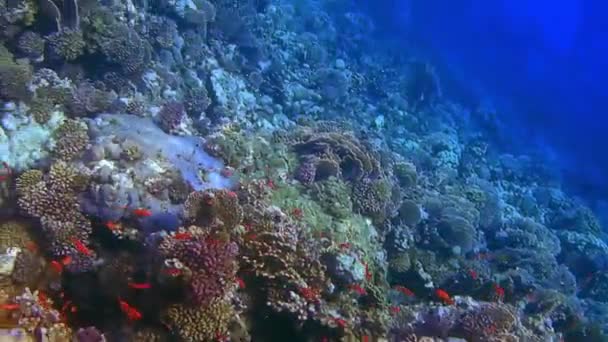 美丽的珊瑚和数以千计的小红鱼在蓝色的大海中来自埃及 — 图库视频影像