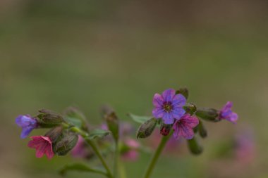 Taze renkli akciğer otu. Yeşil arka planda yakın plan.