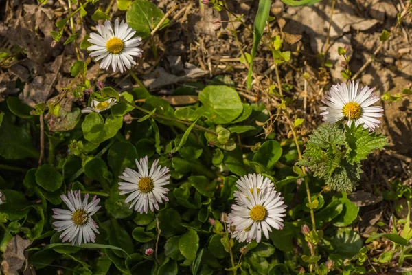 Friss Százszorszép Virágzás Erdő Padlóján Tavasszal Napon — Stock Fotó