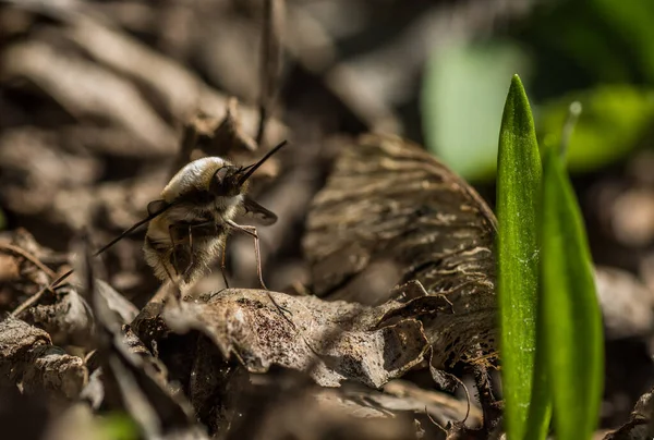 Schwebfliege Sitzt Auf Altem Laub Und Bärlauch Wald — Stockfoto