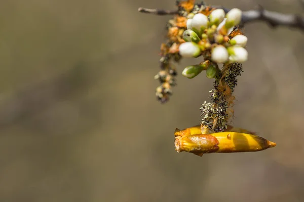 太陽の下での興味深い花と春の詳細ビュー — ストック写真