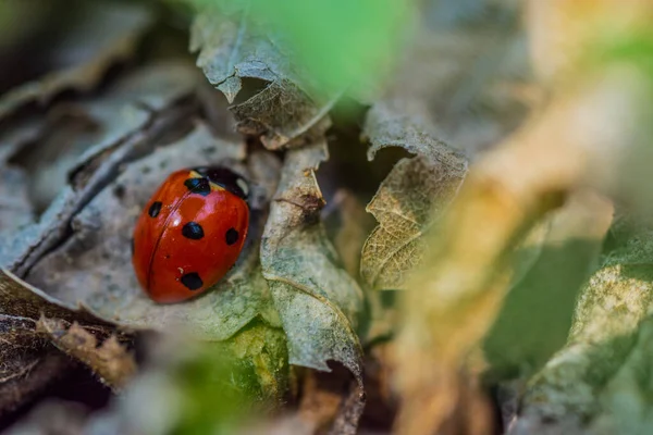 Little Ladybug Sits Leave Other Colorful Leaves Forest — Stock Photo, Image