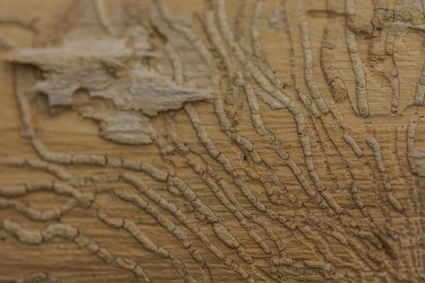 Traces Bark Beetle Tree Detail View — Stock Photo, Image