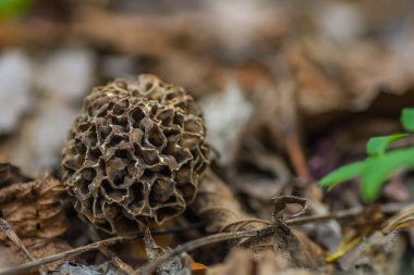 İlkbaharda orman zemininde tek bir büyük morel