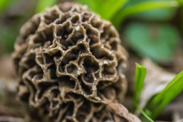 Large Fresh Single Morel Close Spring — Stock Photo, Image