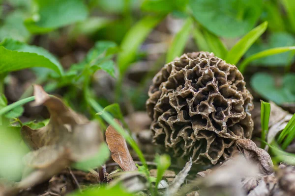 Singola Spugnola Fresca Grandi Dimensioni Tra Piante Verdi Nella Foresta — Foto Stock