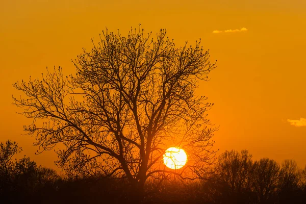 在大自然和春天的树木和灌木之间温暖的落日 — 图库照片