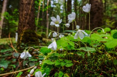 İlkbaharda ve ormanda yeşil yosun üzerinde taze odun doru.