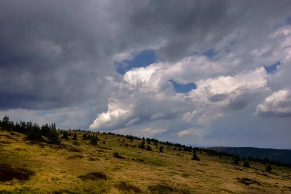 Різні Хмари Небі Пейзаж Багатьма Маленькими Сосновими Деревами Під Час — стокове фото