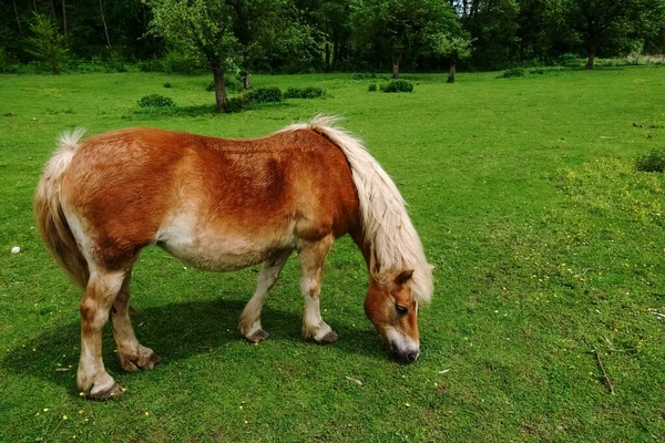 Bruin Paard Met Witte Manen Staat Zomer Een Groene Weide — Stockfoto