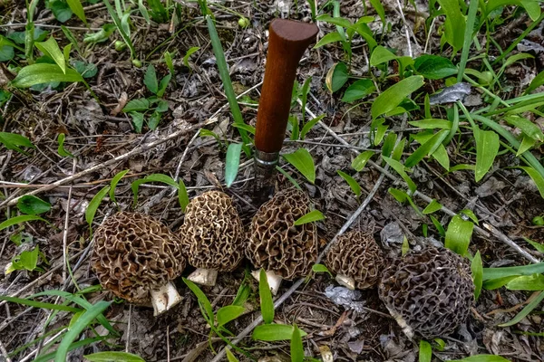 Lkbaharda Ormandan Yeni Çıkmış Bir Bıçakla Beş Taze Leziz Tat — Stok fotoğraf