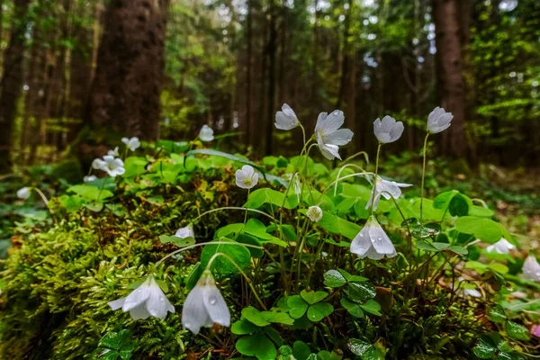 Σορέλ Από Φρέσκο Ξύλο Λευκά Άνθη Στο Δάσος Την Άνοιξη — Φωτογραφία Αρχείου