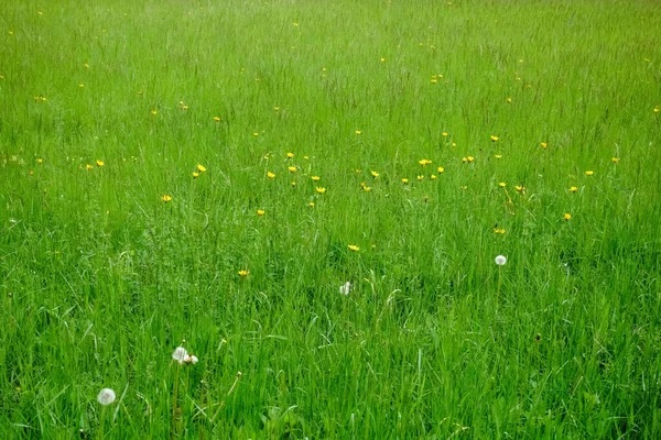 Świeże Zielone Łąki Żółtymi Kwiatami Wiosnę Podczas Wędrówki — Zdjęcie stockowe