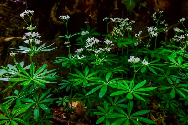 Färsk Trädruff Med Vita Blommor Skogen Och Våren — Stockfoto