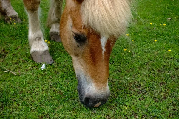 棕色的小马儿在大自然的绿色草地上吃草 — 图库照片