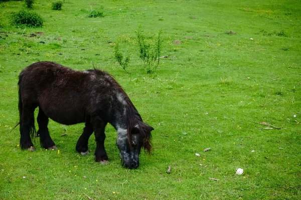 Klein Zwart Paard Staat Een Groene Weide Eet Natuur — Stockfoto