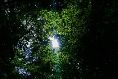 Güneşi ve ağaçlardan parlayan yaprakları görürüm.