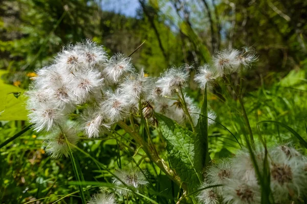Fehér Bolyhos Virágok Napon Miközben Túrázik Tavasszal — Stock Fotó