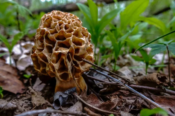 Wunderbare Große Frische Morcheln Auf Dem Waldboden Frühling — Stockfoto