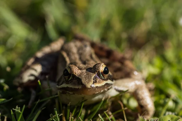 Bliska Trochę Brązowej Trawy Żaba Patrząc Aparat Fotograficzny Naturze — Zdjęcie stockowe