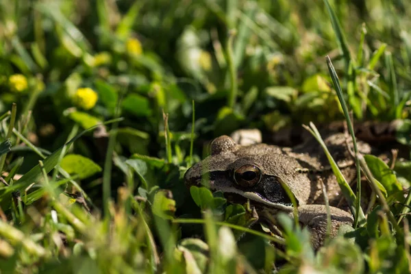 Close Uitzicht Van Een Beetje Bruin Gras Kikker Zon Zomer — Stockfoto