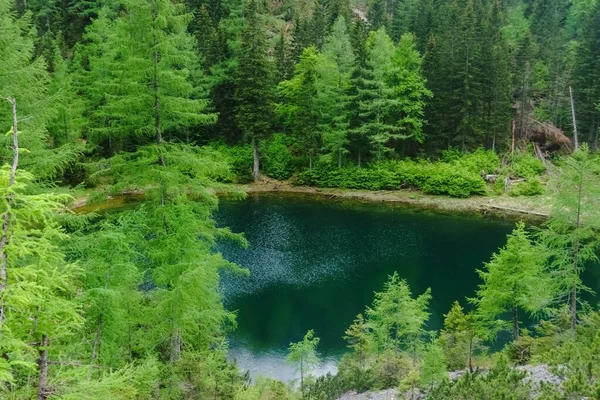 Зелені Дерева Навколо Від Чудового Гірського Озера Під Час Пішохідного — стокове фото