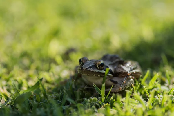 Malá Hnědá Tráva Žába Sedí Stínu Pruh Zblízka Pohled — Stock fotografie