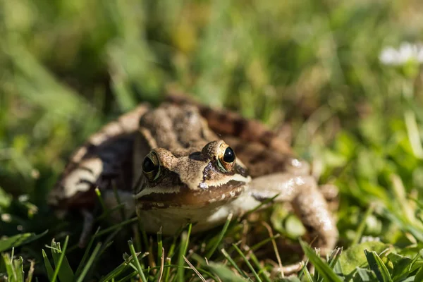 Klein Bruin Gras Kikker Kijken Camera Tijdens Het Fotograferen — Stockfoto