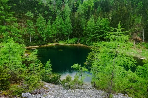 オーストリアの山の湖に囲まれた素晴らしい緑の森 — ストック写真