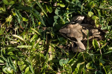 little brown grass frog in green grass view from above in a garden