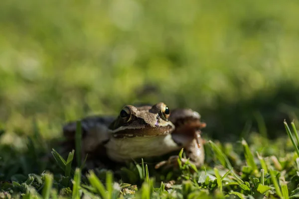 Little Brown Grass Frog Sitting Green Grass Looks Landscape — Zdjęcie stockowe