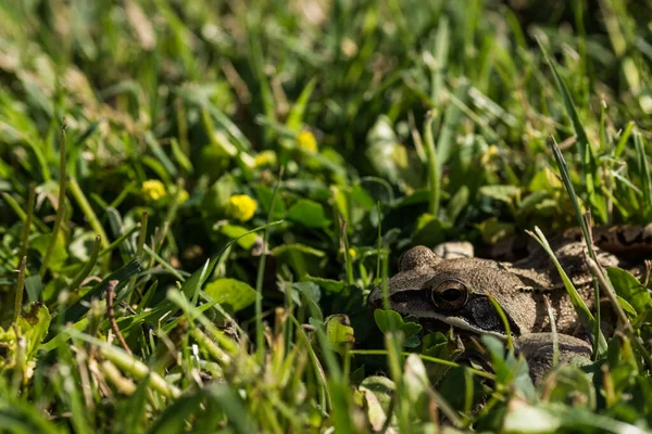 Μικρός Καφέ Βάτραχος Κρύβεται Στο Πράσινο Γρασίδι Καλοκαίρι — Φωτογραφία Αρχείου