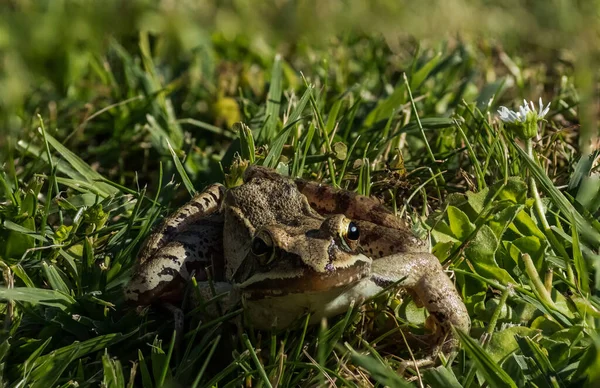 Little Brown Grass Frog Sitting Fresh Green Grass Summer Sun — Stock Photo, Image