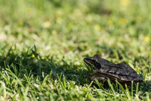 Little Brown Grass Frog Sitting Grass View Side Garden —  Fotos de Stock