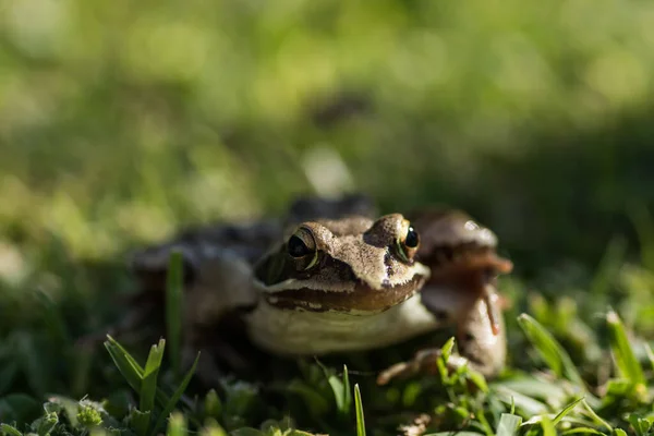 Little Brown Grass Frog Sitting Sun Looks Side — Zdjęcie stockowe