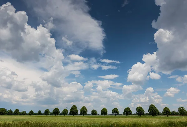 Many Green Similar Trees Meadow White Clouds Blue Sky Summer — Fotografia de Stock