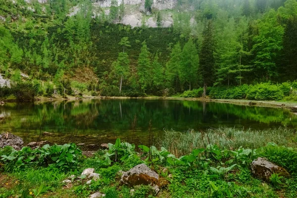 Prachtig Bergmeer Met Groene Bomen Planten Zomer — Stockfoto