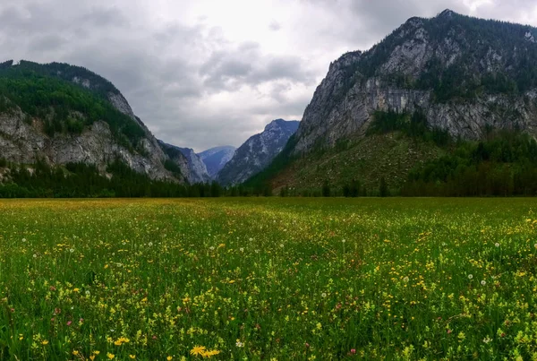 Verde Amarelo Flor Prado Nas Montanhas Férias Áustria — Fotografia de Stock