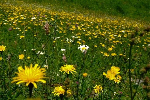 Flores Amarillas Blancas Prado Verde Sol Mientras Camina Vacaciones — Foto de Stock