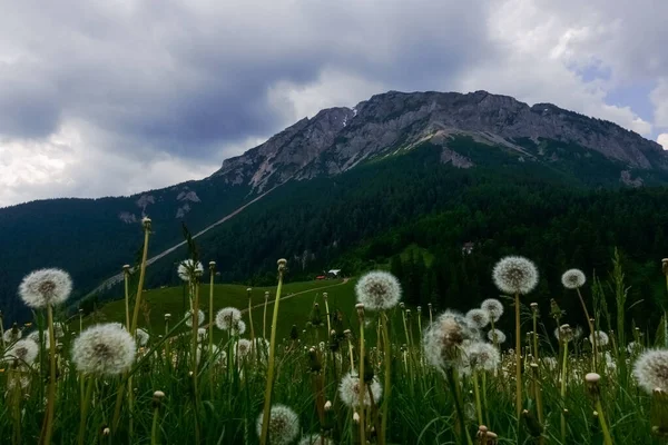 Muitas Flores Dente Leão Uma Paisagem Maravilhosa Montanha Enquanto Caminhadas — Fotografia de Stock