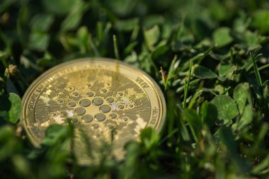 Cardano parasından tek bir altın ada sikkesi güneşte çimlerin üzerinde yatıyor.