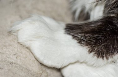 maine coone kedi detayı yumuşak beyaz pençesi