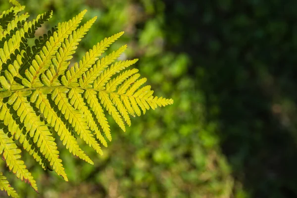 Lysande Löv Från Ormbunke Solen Sommaren — Stockfoto