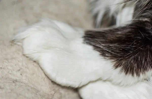 soft white paw from a maine coone cat detail