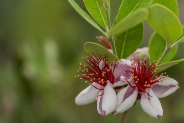 Çalı üzerinde bir elma guava çiçeklerinden bir sürü renkli çiçek