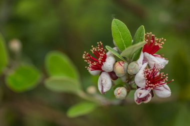Yapraklı bir çalı üzerinde elma guava çiçekleri